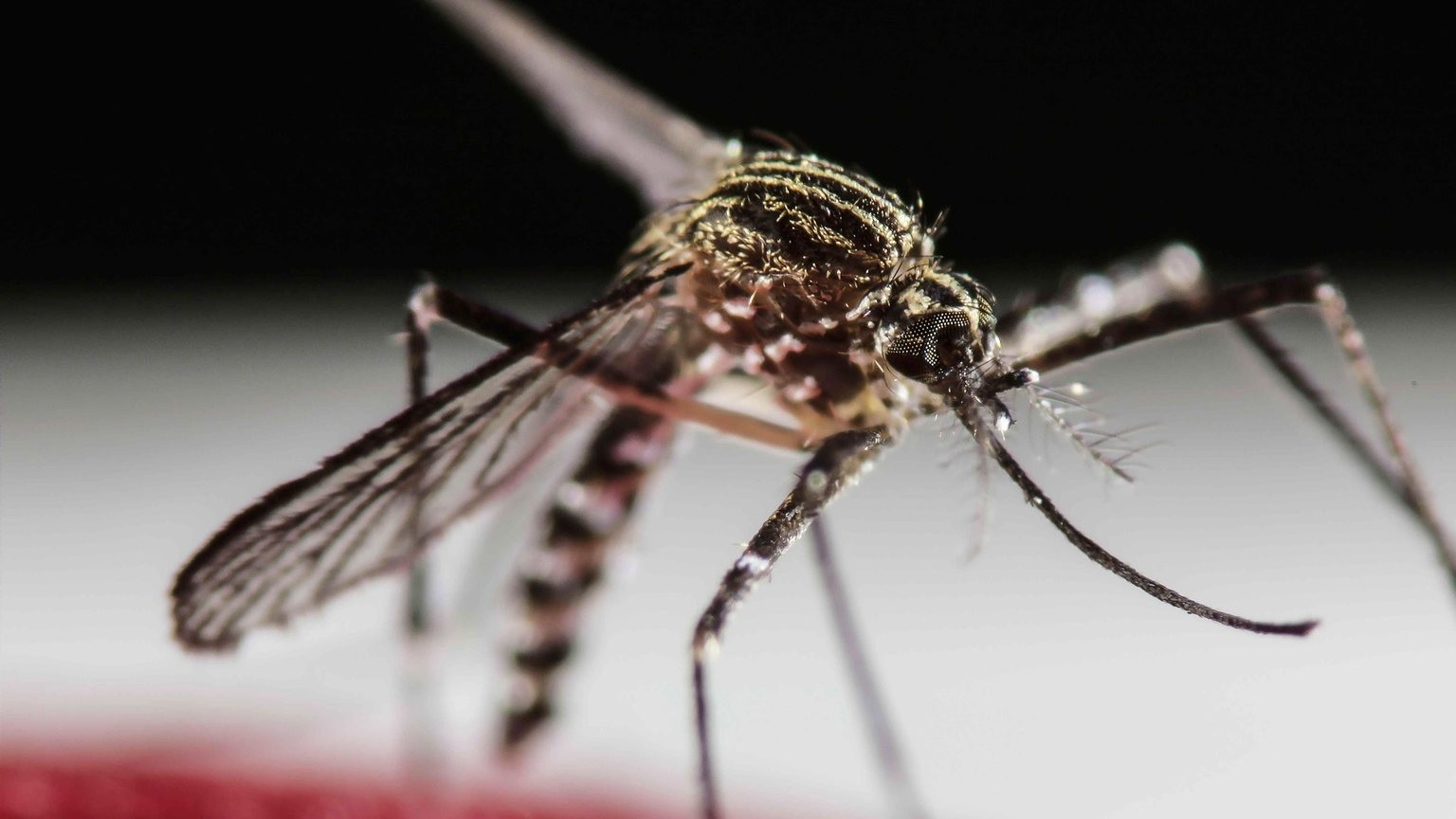 Története legsúlyosabb dengue-láz járványa sújtja Bangladest