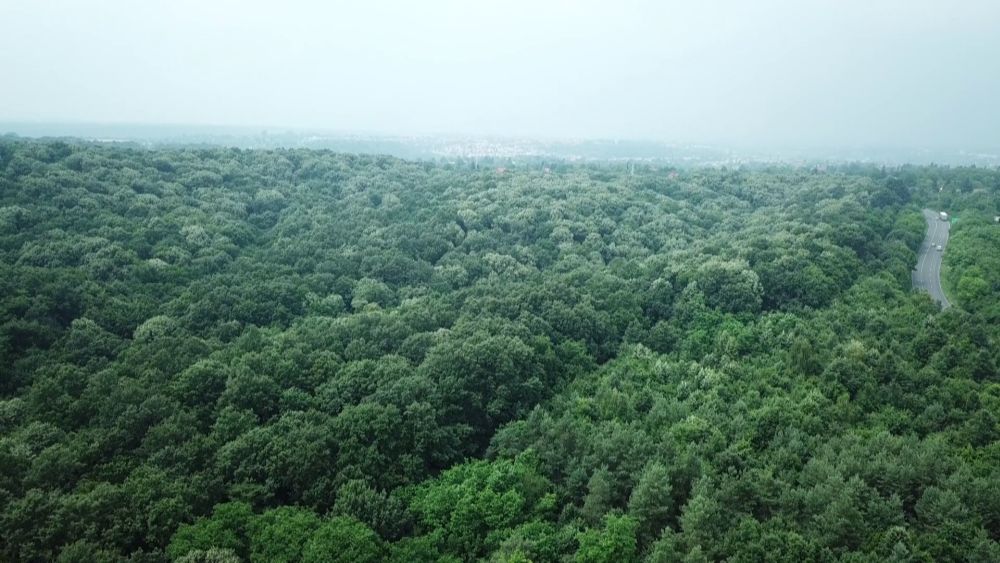 Soroló: Több forrás erdőtelepítésre