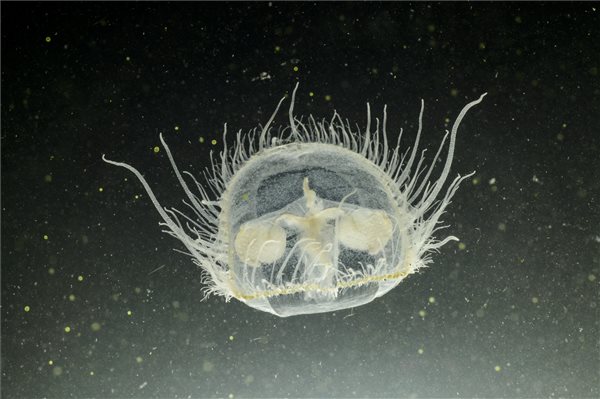 Édesvízi medúzák a salgótarjáni Középbánya-tóban