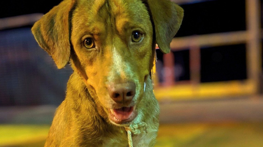 A kutyahúsevés mellőzését javasolják a legnagyobb vietnami város lakóinak