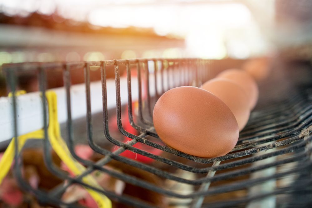 Veszélybe kerülhet a tojástermelés