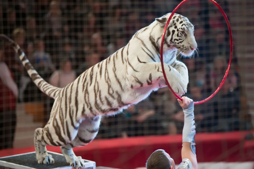 Novembertől nem szerepelhetnek vadállatok a szlovákiai cirkuszokban