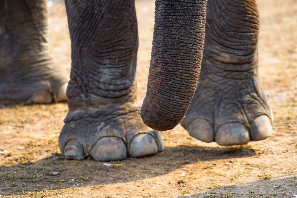 Elefánt taposott halálra egy osztrák turistát Namíbiában