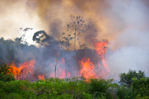 Brazília nem tud véget vetni az erdőirtásnak a fejlett országok segítsége nélkül