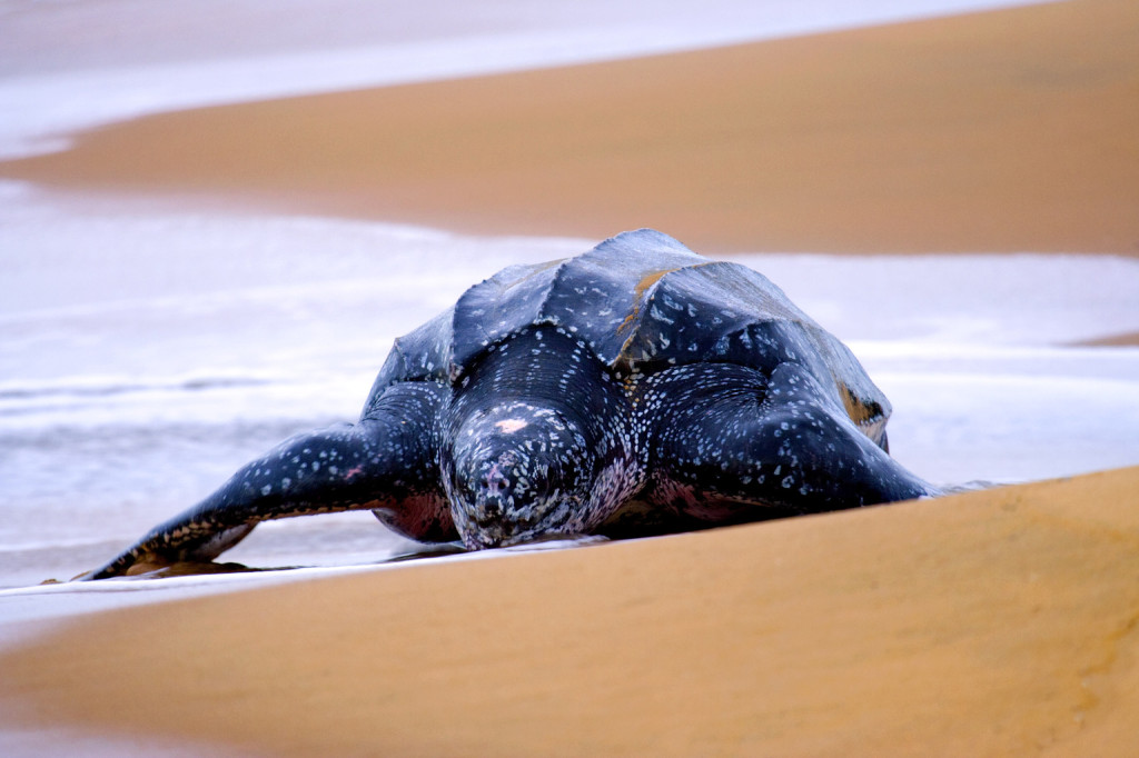Kifosztották egy kihalás fenyegette teknősfaj ritka fészkét Thaiföldön