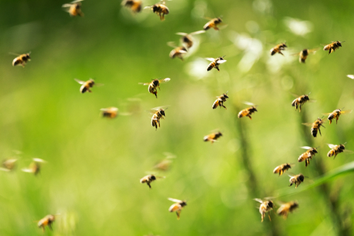 AM: Jelentősen emelkedik a méhészek és a haszongalamb-tartók támogatása az idén