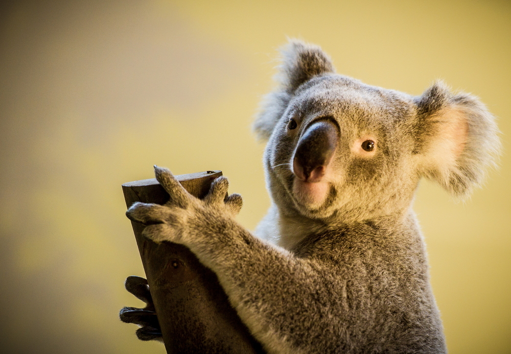 Veszélyeztetik a koalákat a heves esőzések egy Sydney melletti nemzeti parkban