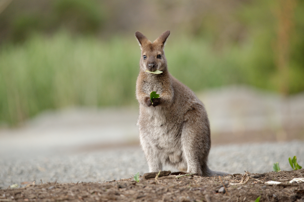 Kétezer kilogrammnyi élelmet dobtak már le a wallaby kenguruknak 