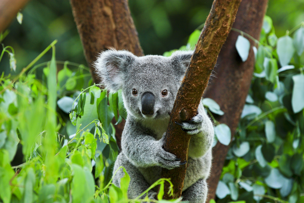 Ötcsillagos hotelben gondoskodnak a kimentett koalákról