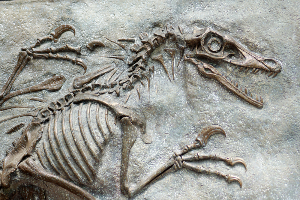 A T-rex egy távoli rokonának maradványaira bukkantak Kanadában