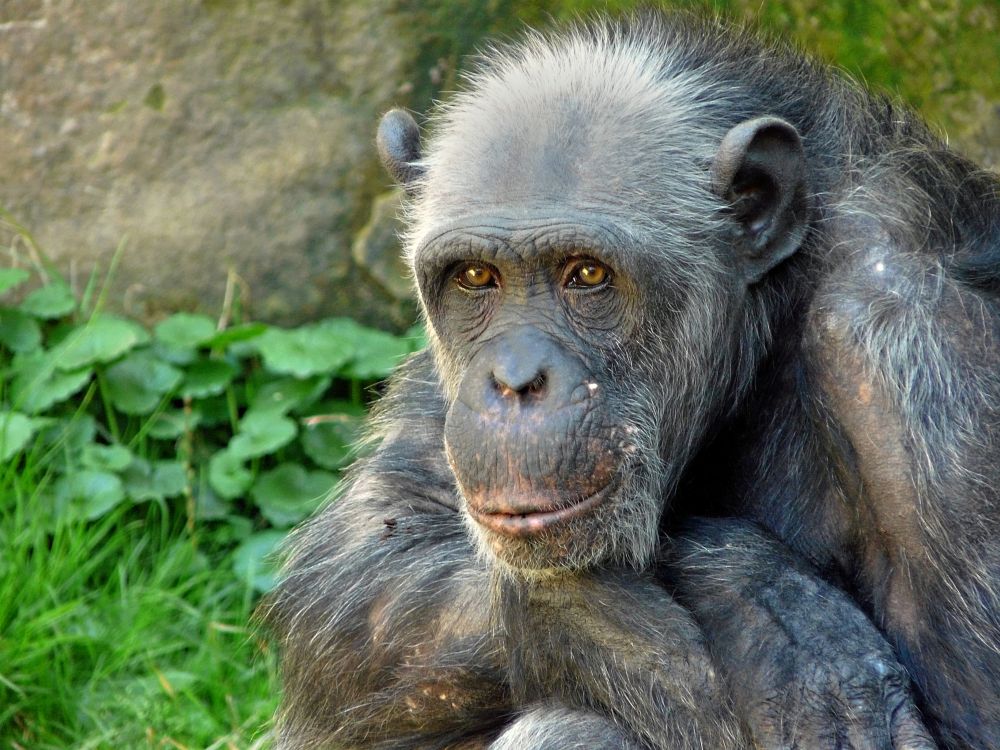 Az emberhez hasonló módon öregszenek a csimpánzok