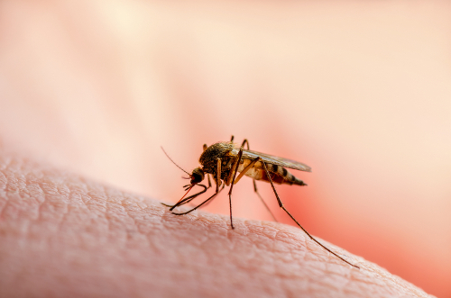 Katasztrófavédelem: kezdődik a szúnyogirtás