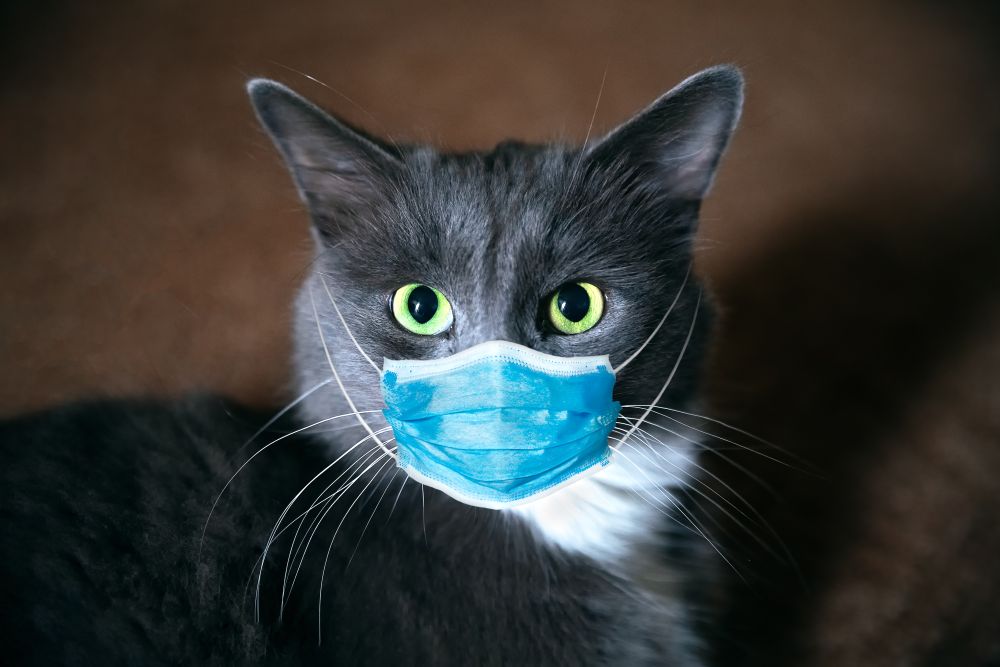 Koronavírusos lett egy macska Franciaországban