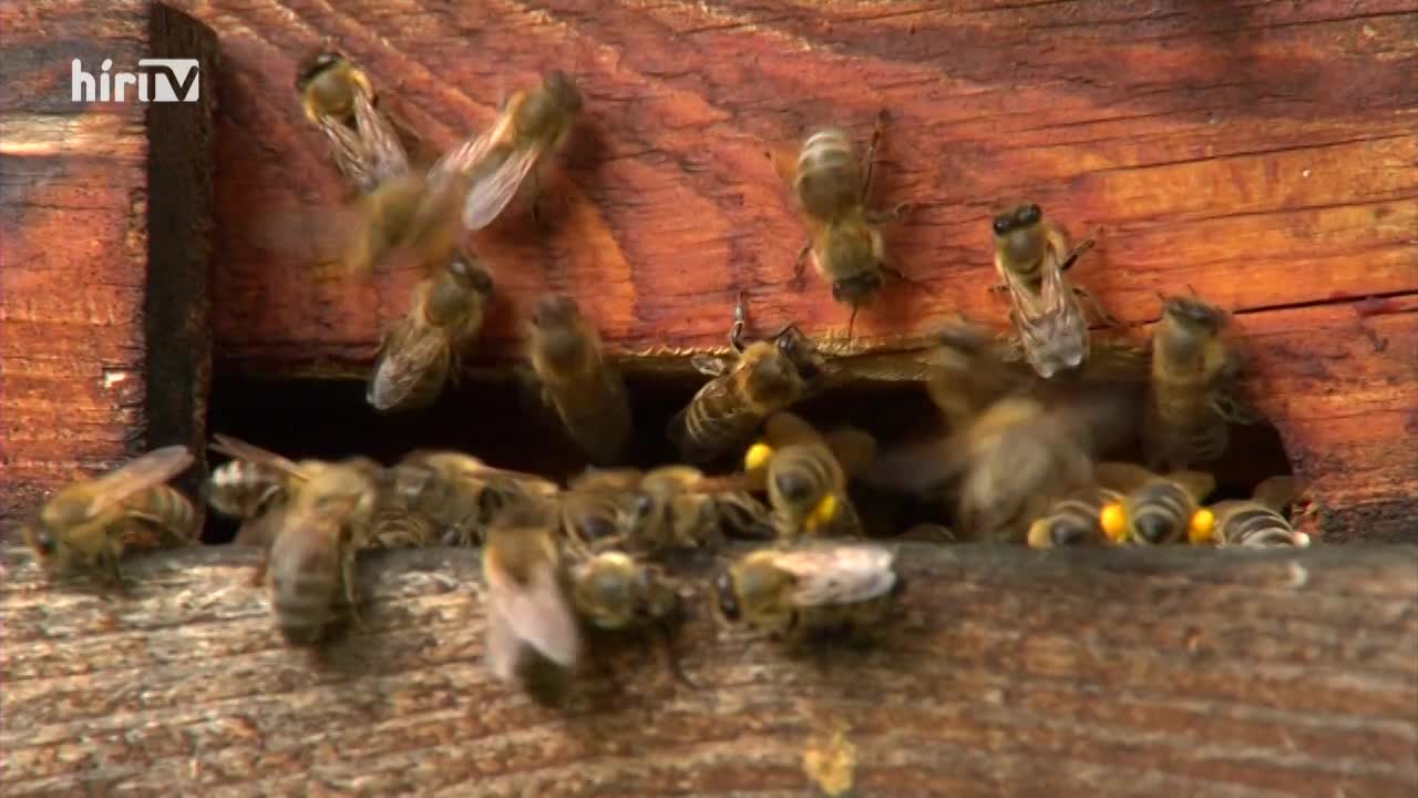 Soroló: Egészségesek a méhek