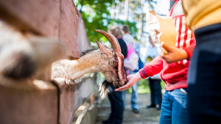 Aranyszőrű takin és tevecsikó is várja a látogatókat a Fővárosi Állatkertben