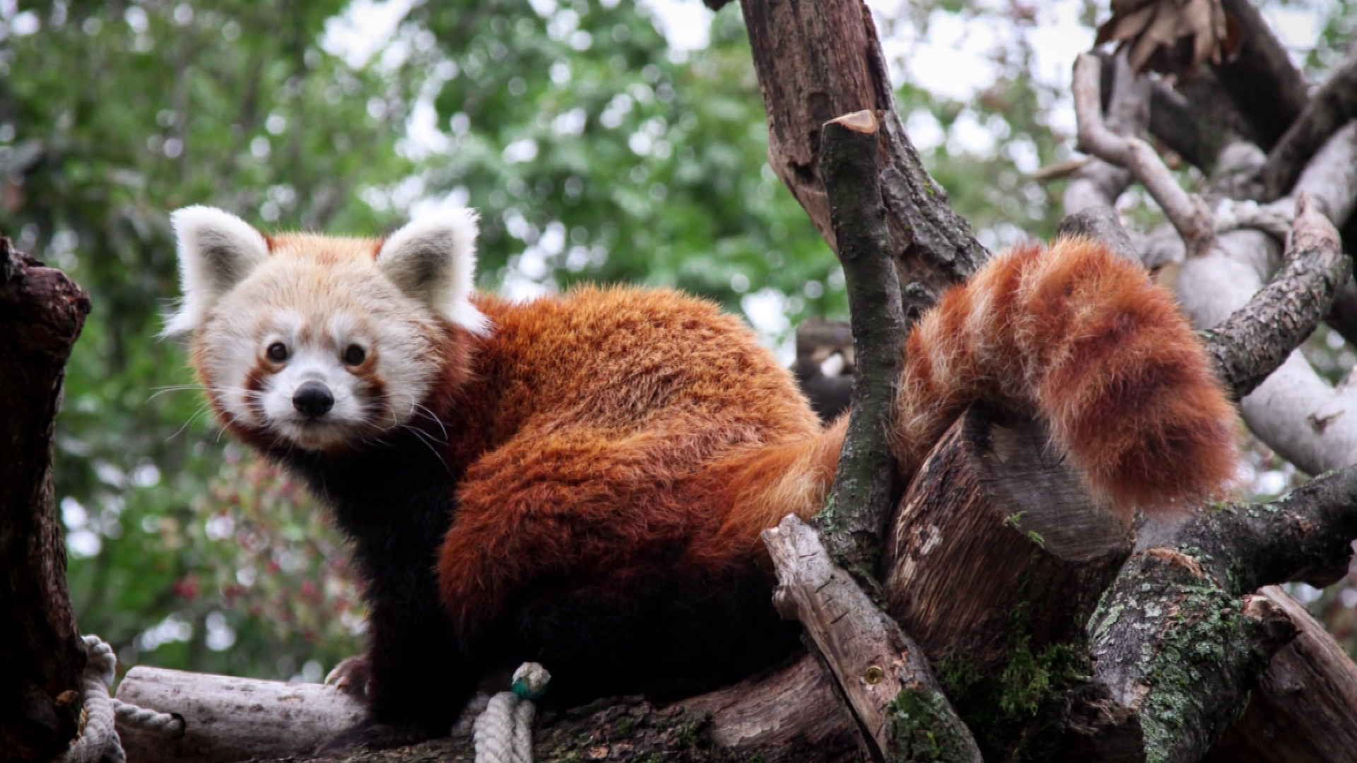 Vörös pandát szeretne a Pécsi Állatkert