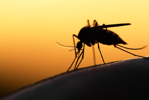Katasztrófavédelem: 90 ezer hektáron folytatódik a szúnyogirtás