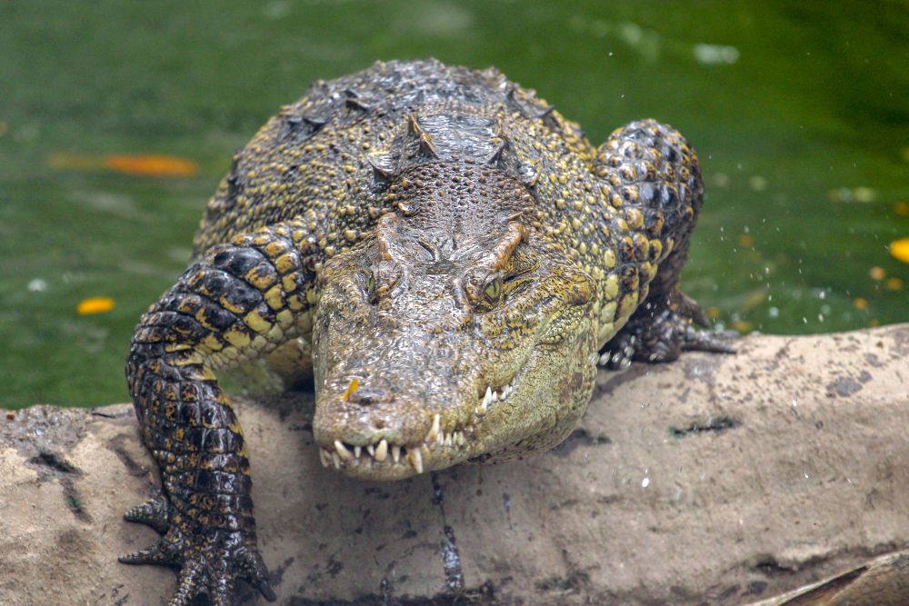 Krokodiltámadásban vesztette életét egy férfi Borneón