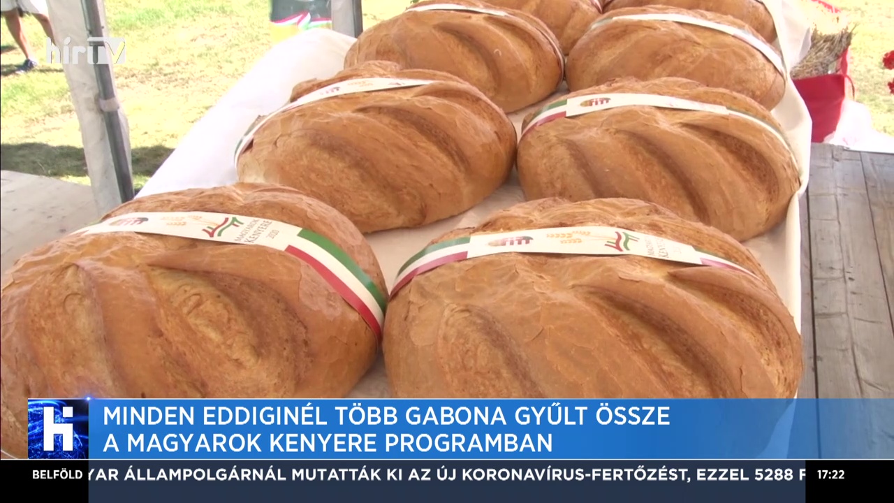 Minden eddiginél több gabona gyűlt össze a Magyarok Kenyere Programban