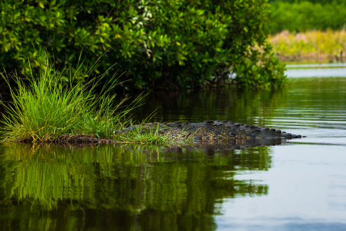 Fürdési tilalmat rendeltek el egy német folyón állítólagos krokodilveszély miatt