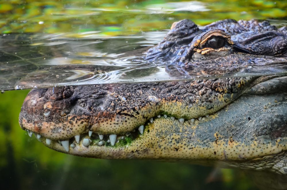 Krokodilt láttak Frankfurt közelében