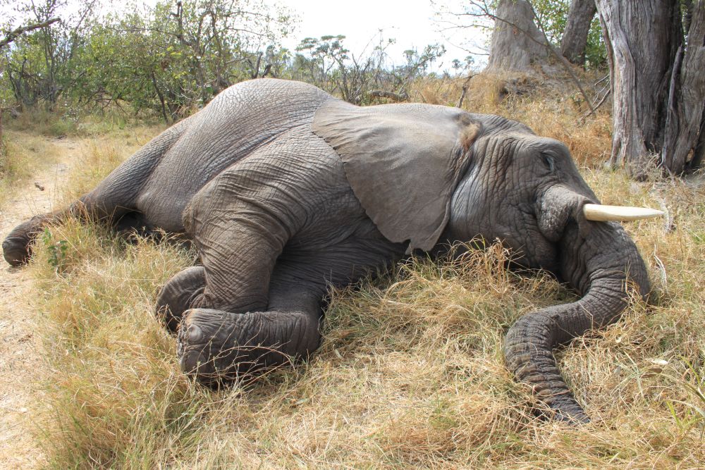 Újabb 10 elefánt tetemét találták meg Zimbabwéban