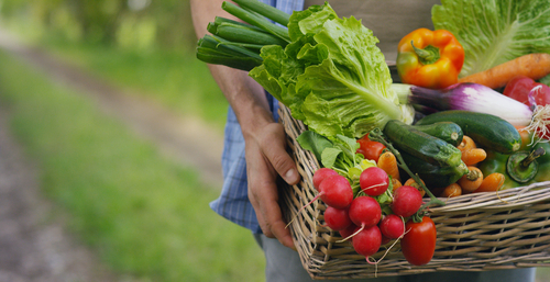 Növeli a hazai zöldség-gyümölcskínálatot az új kertészeti beruházásokat segítő pályázat