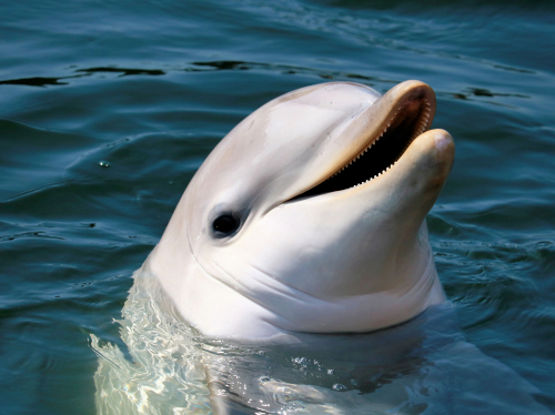 Eltűnt Fungie, Írország világrekorder delfinje