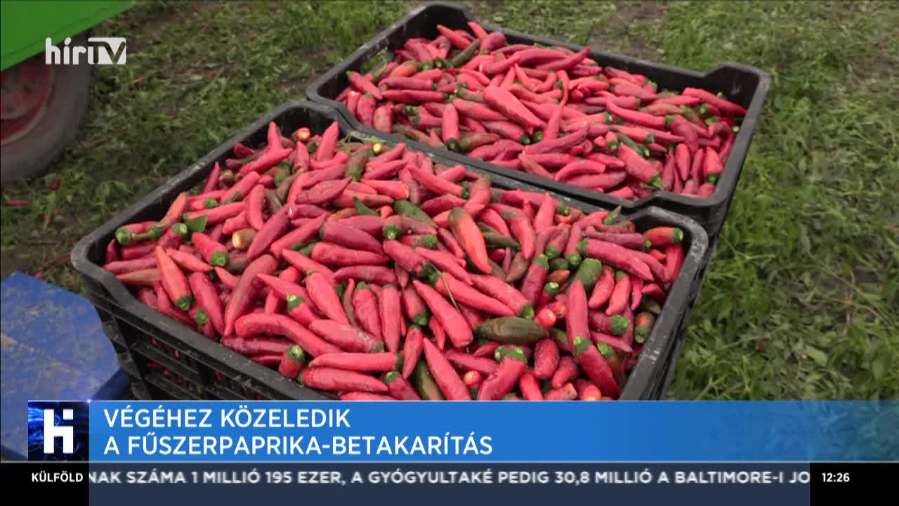 Végéhez közeledik a fűszerpaprika-betakarítás