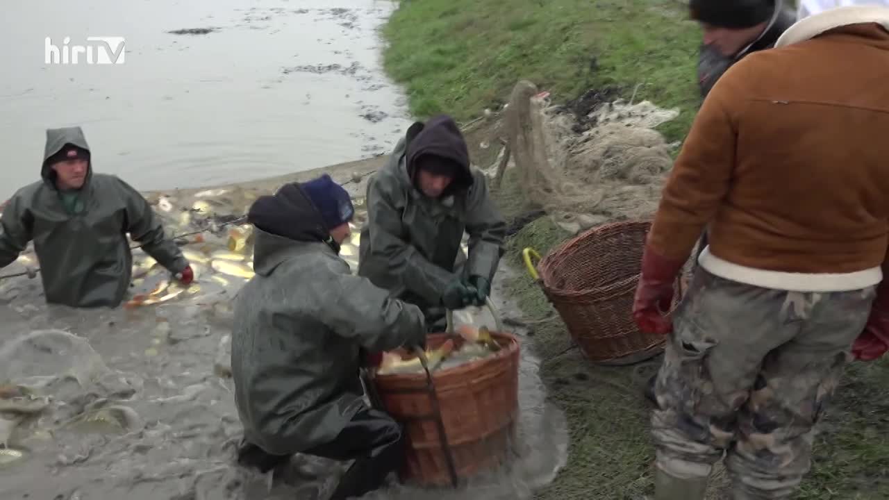 Soroló: Magyarországon 100 emberből 5 még soha nem evett halat 