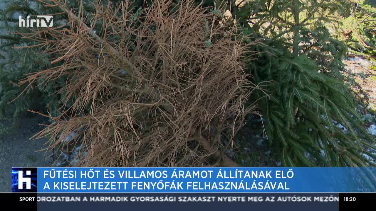 Fűtési hőt és villamos áramot állítanak elő a kiselejtezett fenyőfák felhasználásával