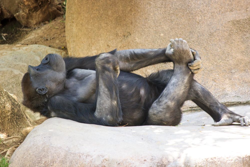 Koronavírusos gorillák vannak a San Diego-i állatkertben