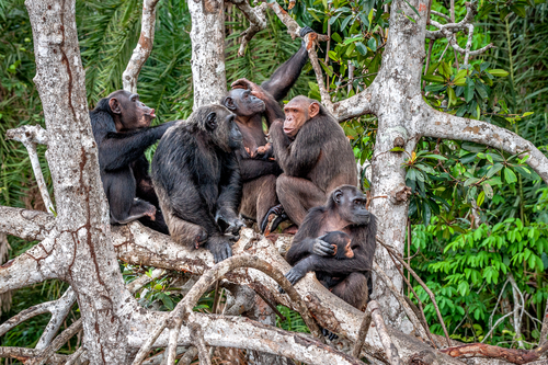 Leprás csimpánzokat fedeztek fel az afrikai dzsungelben
