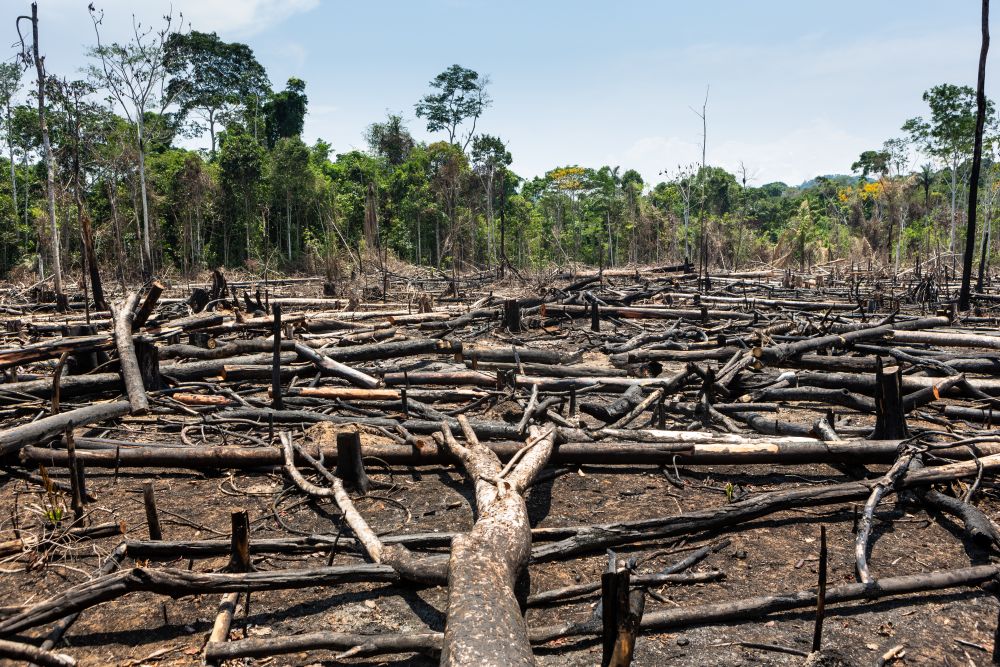 Tavaly is hatalmas területeket pusztítottak el az Amazonas esőerdőiben