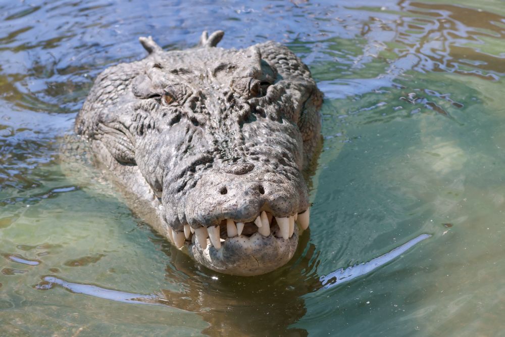 Krokodil harapott rá a fejére, de szétfeszítette az állat állkapcsát