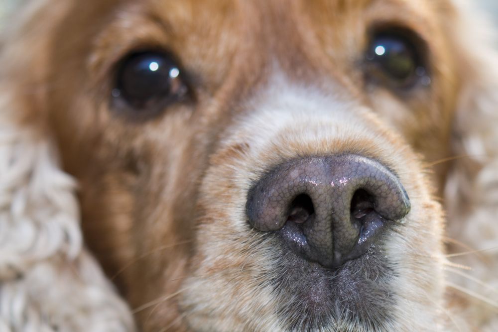 A betanított kutyák 94 százalékos pontossággal szagolják ki az új koronavírust