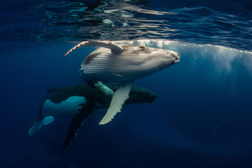 A víz alatti zajszennyezés jelentős hatással van a tengeri állatok életére