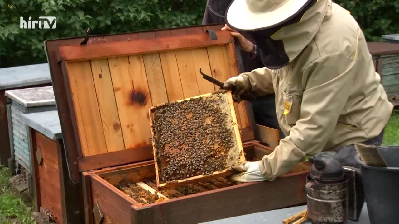 Soroló: Új méhészeti támogatás