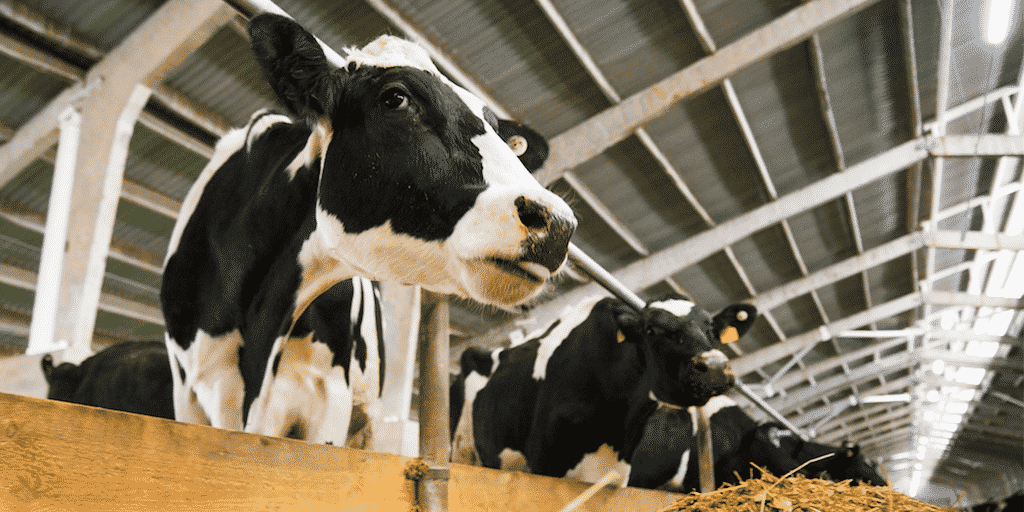 Agrárkamara: Állattenyésztési, tejipari együttműködésekre nyílhat lehetőség Üzbegisztánnal