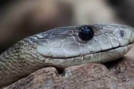 Új kígyófajt fedeztek fel Mianmarban