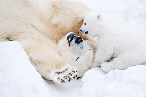 Jegesmedvék miatt hiúsulhat meg az olajkitermelés az alaszkai vadonban