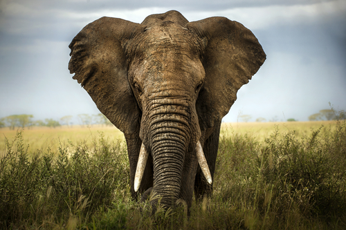 Elefántokról készített hőkamerás felvételekkel segítik a vadon élő ormányosok védelmét
