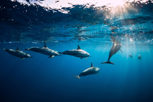 Több mint száz döglött delfint találtak egy szigeten Mozambik partjainál