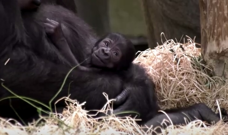 Nőstény a Berlini Állatkert kéthetes gorillája