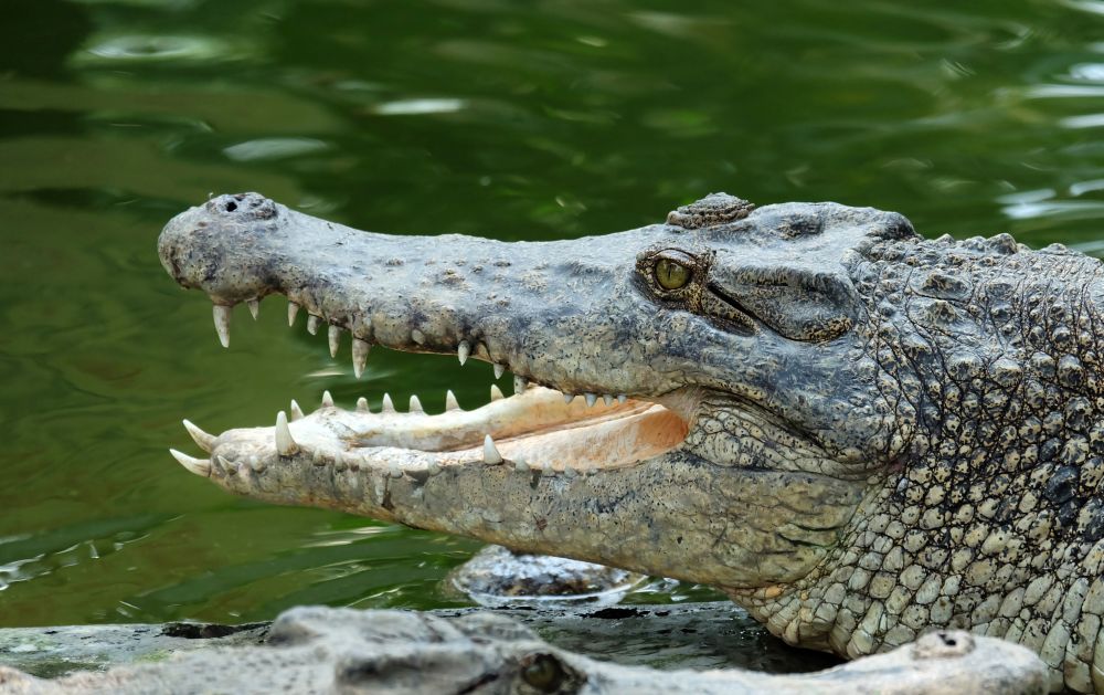 Krokodil nyelt le egy nyolcéves kisfiút