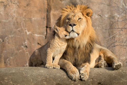 Vazektómiát hajtottak végre egy holland állatkert oroszlánján