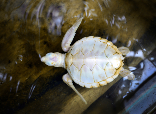 Ritka albínó teknős jött világra a Nagy-Korallzátony egy szigetén