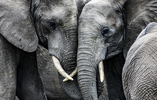 Kihalás fenyegeti az erdei elefántokat