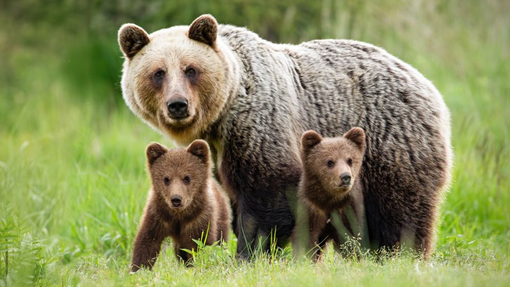 Felmérik a medveállományt Romániában 