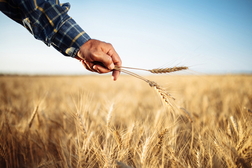 Tavaly több mint 10 százalékkal nőtt az agrár- és vidékfejlesztési kifizetések összege
